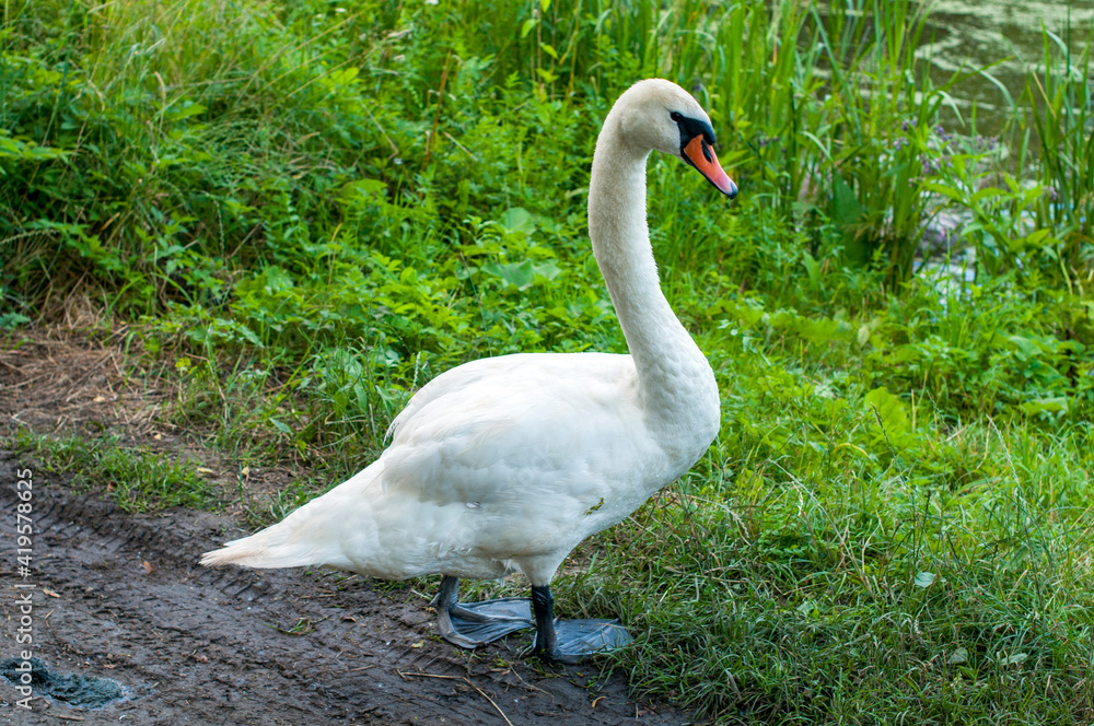 White swan onlake shore. Swan on beach. Swan on shore White swan onlake shore. Swan on beach. Swan on shore