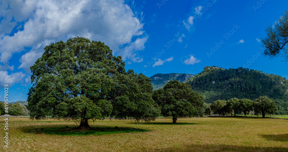 panoramic landscape with trees on the balearic island of mallorca, spain panoramic landscape with trees on the balearic island of mallorca, spain
