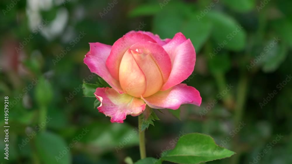 A beautiful peach colored rose against a green background of leaves. A beautiful peach colored rose against a green background of leaves.