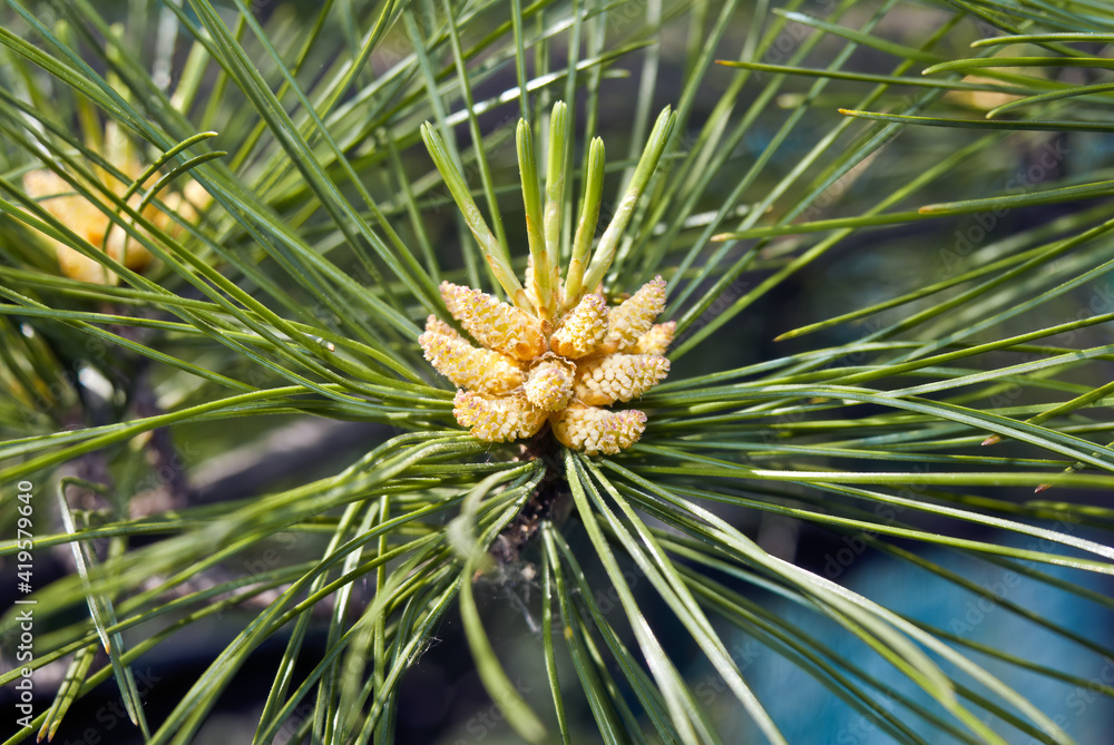 Korean Pine (Pinus koraiensis) in garden, Moscow region, Russia Korean Pine (Pinus koraiensis) in garden, Moscow region, Russia