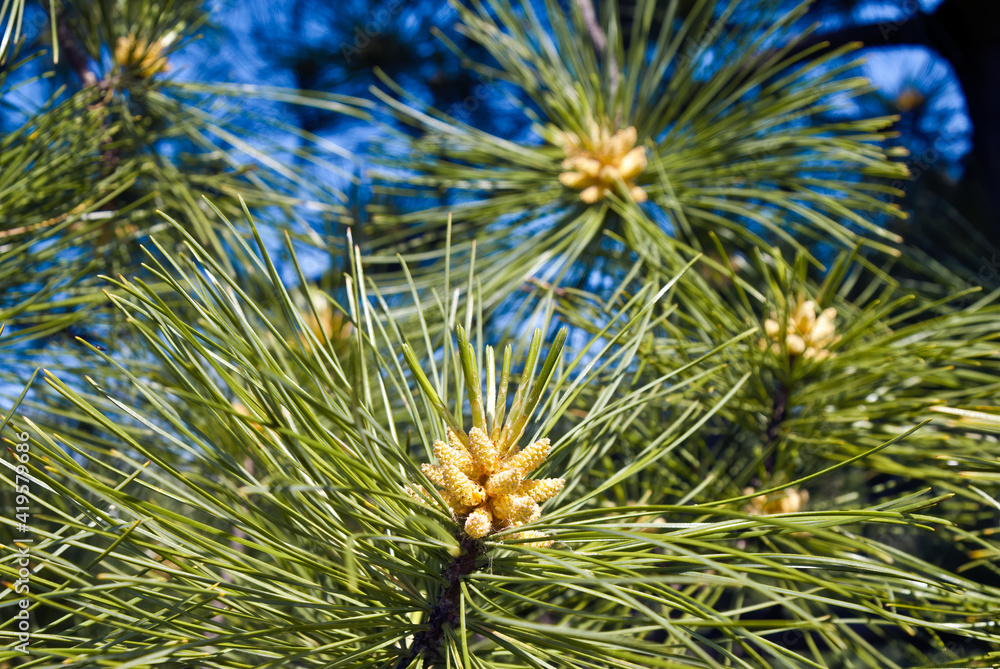 Korean Pine (Pinus koraiensis) in garden, Moscow region, Russia Korean Pine (Pinus koraiensis) in garden, Moscow region, Russia