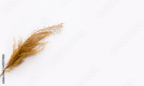 Reeds foliage branches bouquet on white background. Flat lay, top view floral