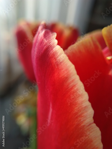 tulip petal edge close up