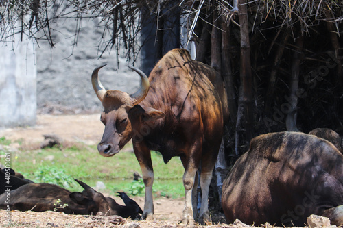 african buffalo in the wild