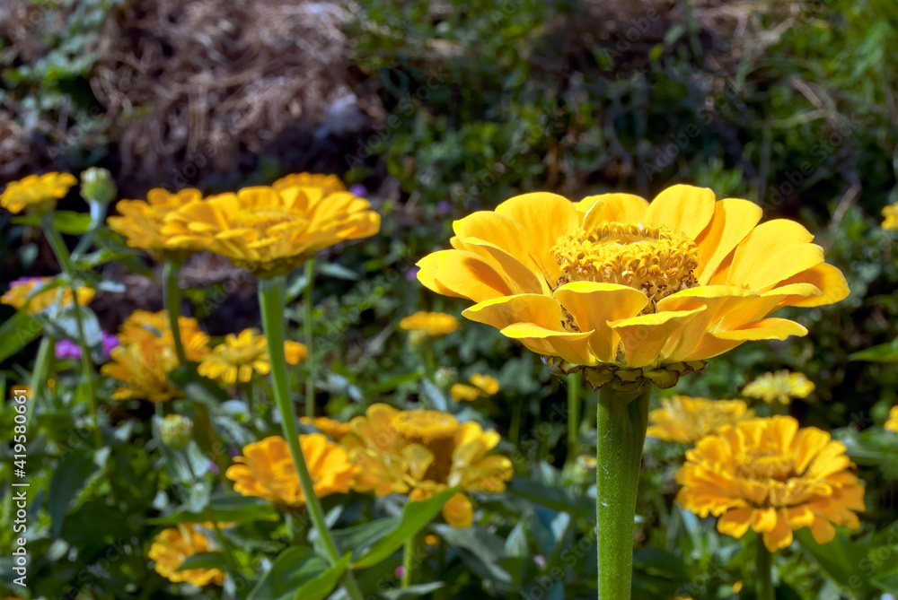 Common Zinnia (Zinnia elegans) in garden Common Zinnia (Zinnia elegans) in garden