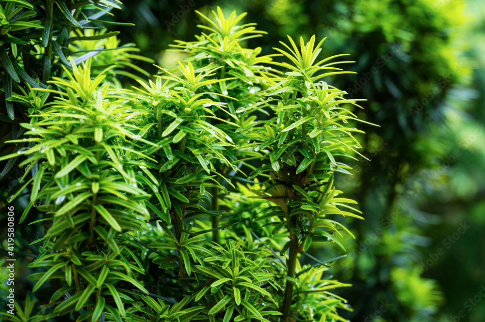 Vertical dark green with yellow stripes branches of yew Taxus baccata Fastigiata Aurea (English yew, European yew) with water drops as natural background. Selective focus. Nature concept for design Vertical dark green with yellow stripes branches of yew Taxus baccata Fastigiata Aurea (English yew, European yew) with water drops as natural background. Selective focus. Nature concept for design