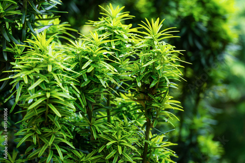 Vertical dark green with yellow stripes branches of yew Taxus baccata Fastigiata Aurea (English yew, European yew) with water drops as natural background. Selective focus. Nature concept for design