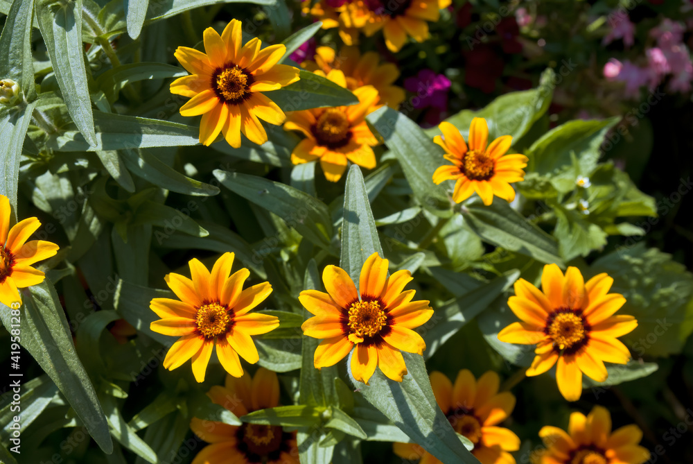 Mexican Zinnia (Zinnia haageana) in garden