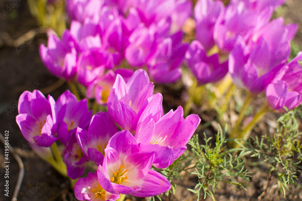 purple crocus flowers purple crocus flowers
