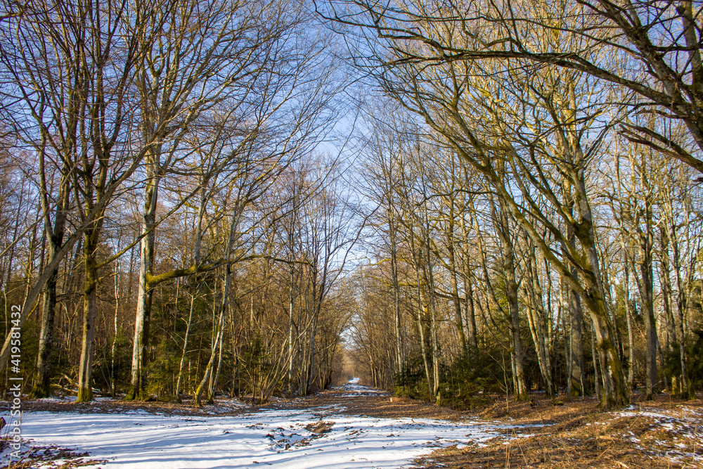 landscape with trees landscape with trees
