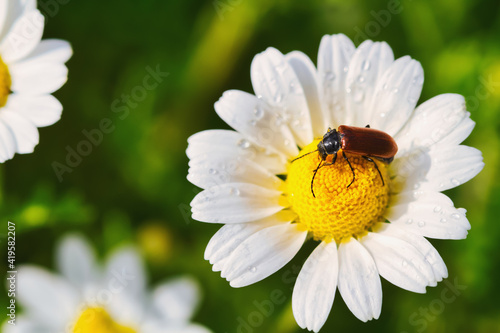 Closeup of beetle on the bright medicinal chamomile on the field