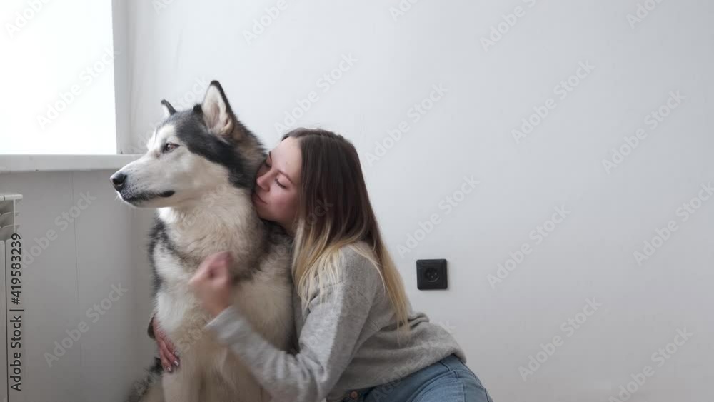 4k. Happy woman pet, embracing alaskan malamute dog sitting together 4k. Happy woman pet, embracing alaskan malamute dog sitting together