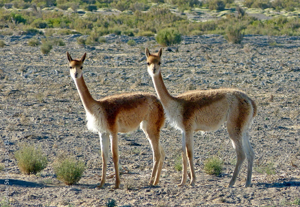 Vicunas in desert. Vicugna vicugna live in high alpine areas of Andes