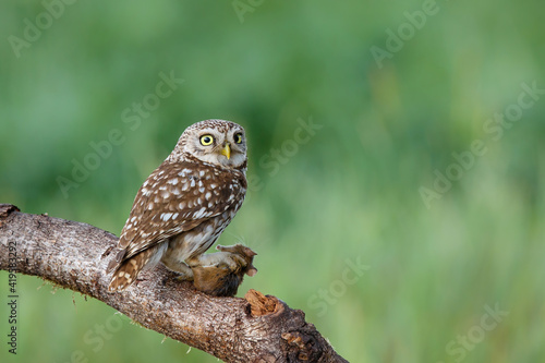 Little owl (Athene noctua) eating a mouse in the meadows in the Netherlands