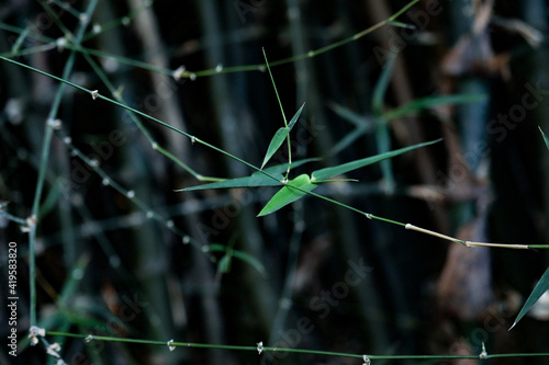grasshopper on the grass