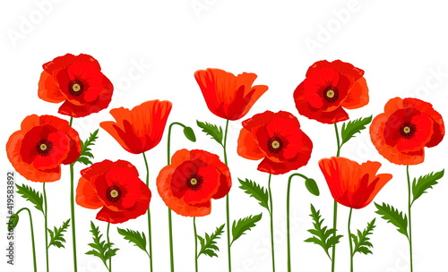 Vector horizontal background with red poppies on a white background.