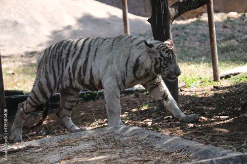 bengal tiger in the wild