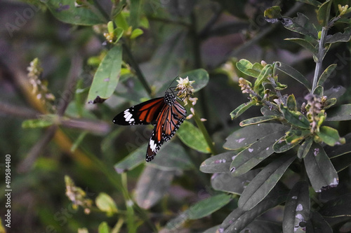 monarch butterfly on a flower