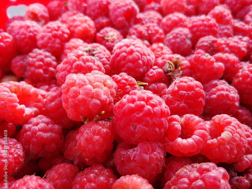 close up of ripe raspberries close up of ripe raspberries