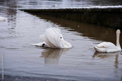 Swan