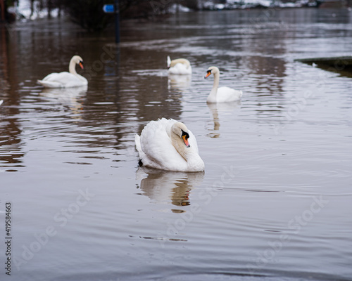 Swan