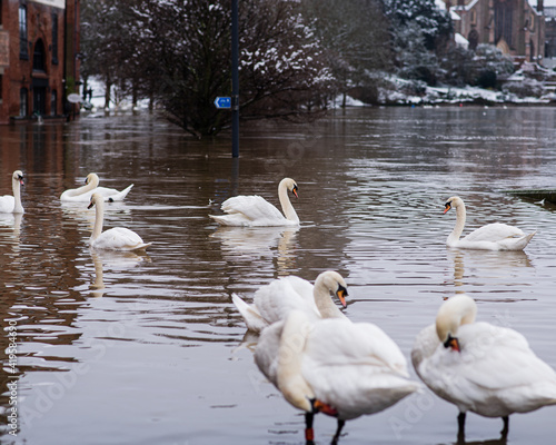 Swan