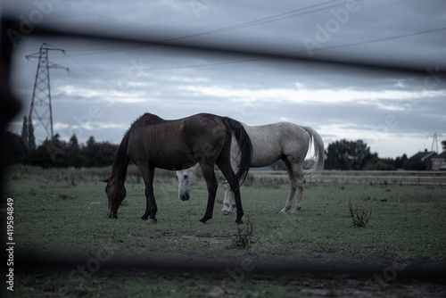 Horses