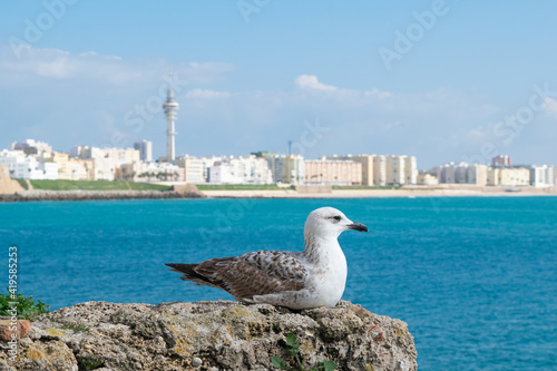 Seagull sitting on a rock in front of the coastline of Cadiz city with Cathedral de Santa Cruz behind