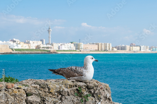 Seagull sitting on a rock in front of the coastline of Cadiz city with Cathedral de Santa Cruz behind