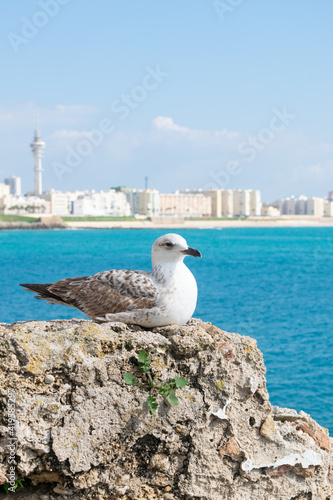 Seagull sitting on a rock in front of the coastline of Cadiz city with Cathedral de Santa Cruz behind
