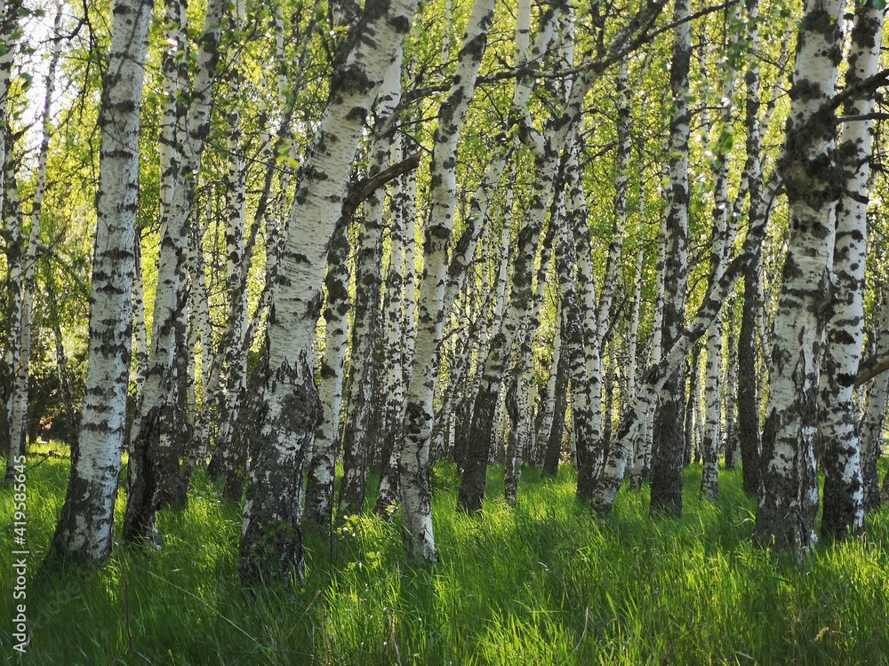 Naklejka premium birch nut