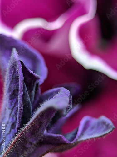 close-up of a tulip on a background of pink petals