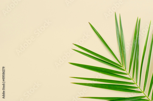 Pale yellow background with a green palm branch. Background with place for text