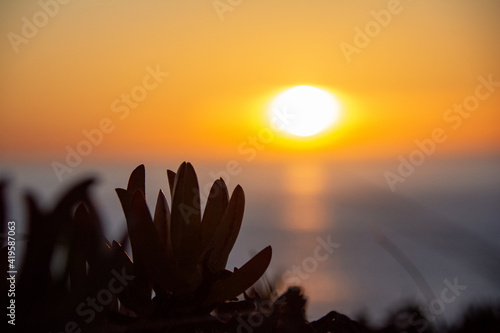 sunset with plants in the foreground