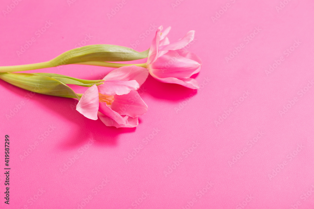 beautiful  pink  tulips on pink  paper background