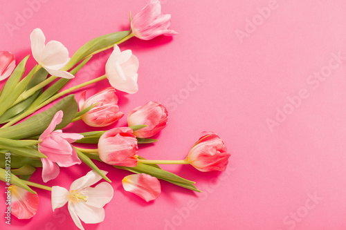 Fototapeta Naklejka Na Ścianę i Meble -  beautiful  pink  and white tulips on pink  paper background