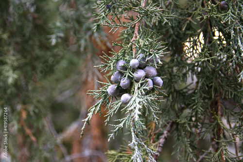 Juniper branches with berries. Juniper in hoarfrost. Close-up. Pfitzer Juniper branch - Latin name - Juniperus x media Pfitzeriana