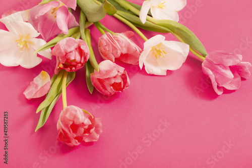 beautiful pink and white tulips on pink paper background