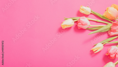 beautiful   tulips on pink   paper background