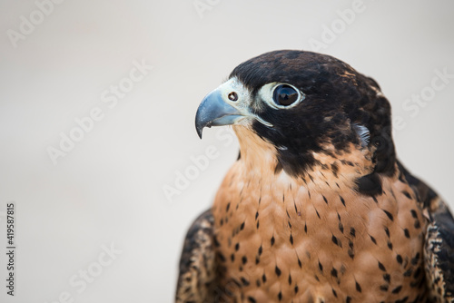 Doha,Qatar-12,10,2016: Arabian Falcon close-up shot
