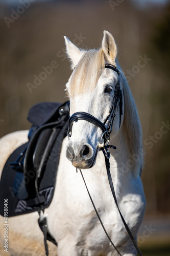 Horse white in partial view from the front Horse looks to the right.. © RD-Fotografie