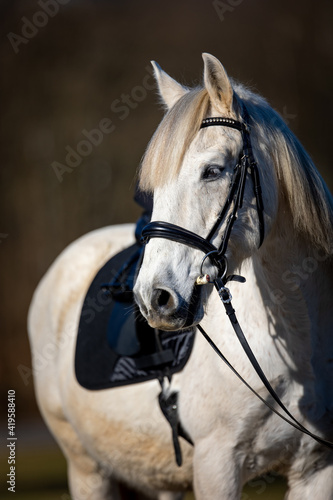 Horse white in partial shot from the front Horse looks with angled head to the right side up to the croup..