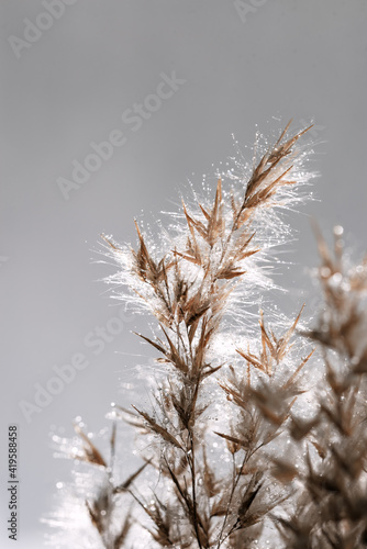 Close-up of the grass of dry reeds after the rain. Boils of water flow down the dryflower.