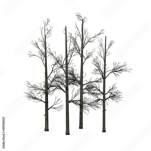 a group of Sourwood Trees in winter - isolated on white background - 3D Illustration