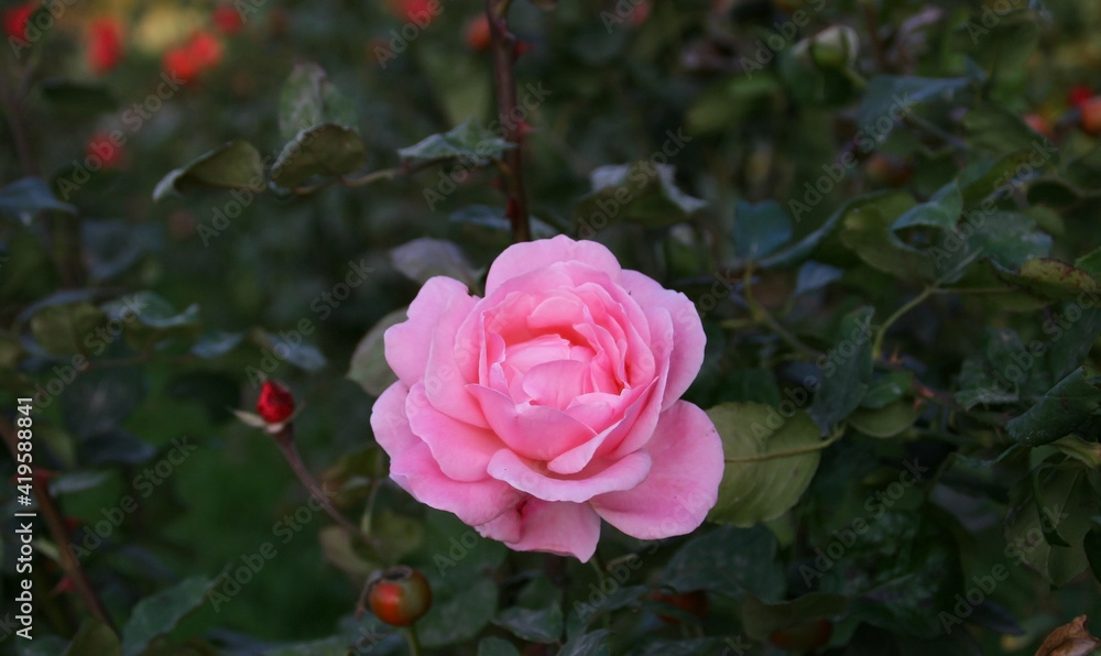Rose flower on green background in the garden of roses. Nature. Rose flower on green background in the garden of roses. Nature.