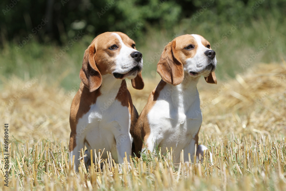 Deux Beagle assis et attentifs Deux Beagle assis et attentifs