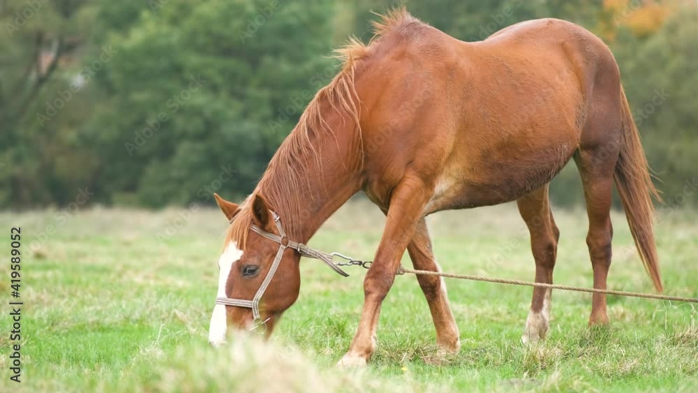Beautiful chestnut horse grazing in summer field. Green pasture with feeding farm stallion. Beautiful chestnut horse grazing in summer field. Green pasture with feeding farm stallion.