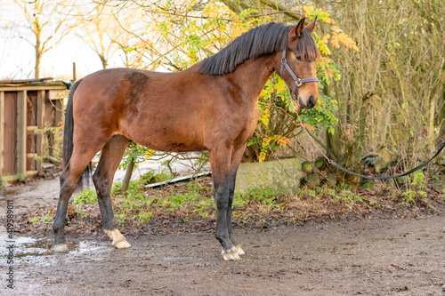 Fotografie A brown KWPN stallion, Dutch Warmblood horse, 2 years old