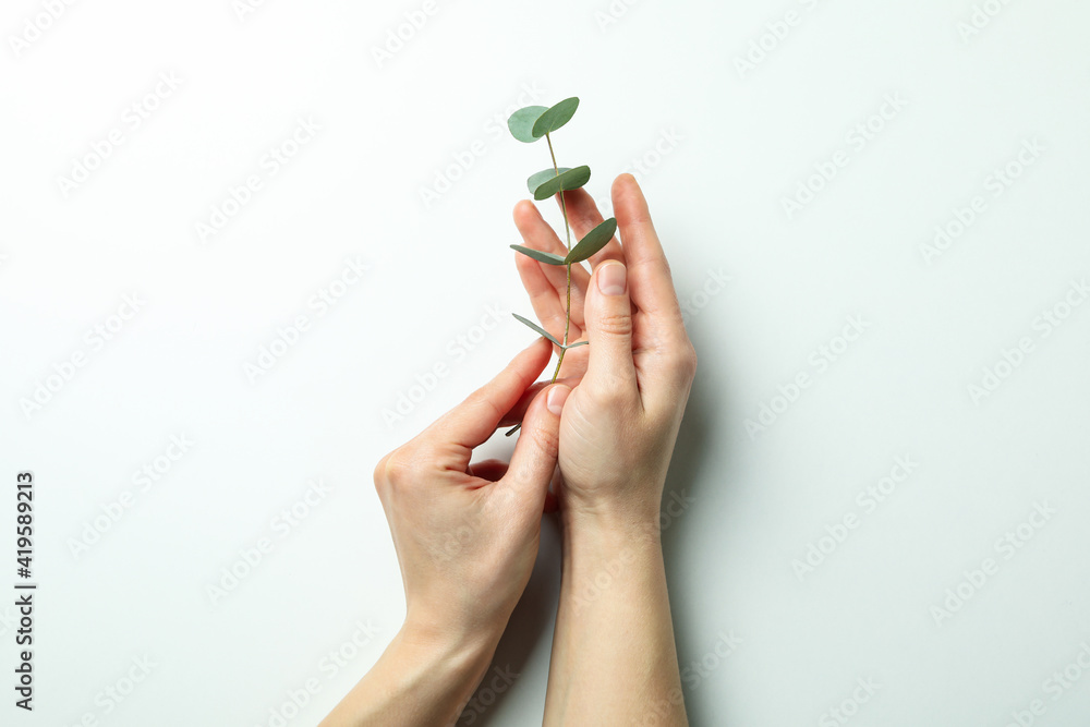 Female hands hold eucalyptus twig on white background