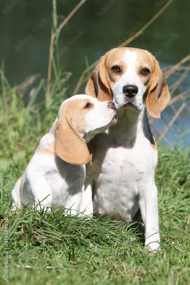 Tendresse entre un Beagle et son chiot 